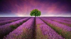 Lavander field