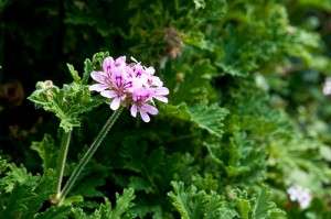 pelargoniju eterinis aliejus