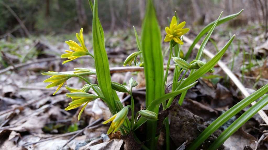 vistapiene